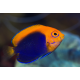 Centropyge Acanthops  (Orangeback Angelfish)