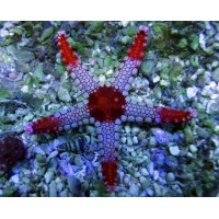 Fromia Nodosa-Red Elegant Starfish