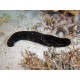 Holoturia Atra-Sand Cucumber