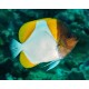 Hemitaurichthys Polylepis-Pyramid Butterflyfish
