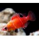Wetmorella Albofasciata-Oposum Wrasse