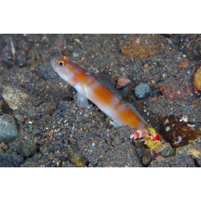 Simbioza Amblyeleotris aurora & Alpheus Randali 