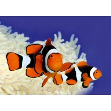 Amphiprion Percula -Pereche