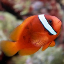 Amphiprion Frenatus M