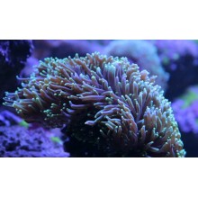 Anemona Heteractis Magnifica-Green L