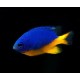 Chrysiptera Hemicyanea Azure Damselfish
