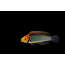 Cirrhilabrus Solorensis-Red Head Solon Fairy Wrasse 