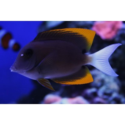 Ctenochaetus Tominiensis 