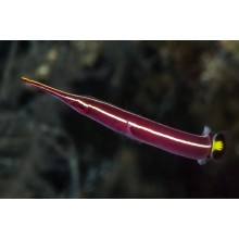 Diademichtys Lineatus-Urchin Clingfish