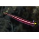 Diademichtys Lineatus-Urchin Clingfish