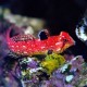 Synchiropus Stellatus Red Scooter Dragonet