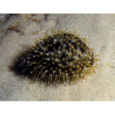 Melc Cyprea Tiger Cowrie 