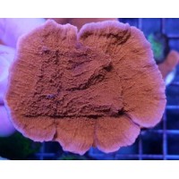 Montipora Red (Plate)
