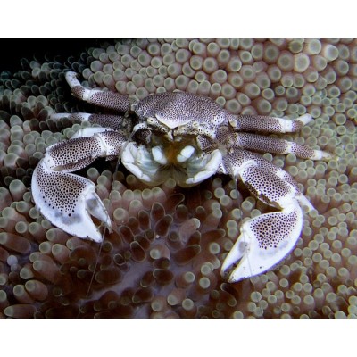Neopetrolisthes Oshimai-Anemone Crab