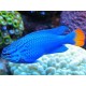 Chrysiptera Cyanea Orangetail Blue Damselfish