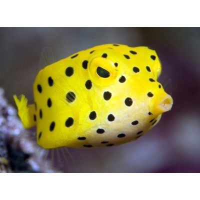 Ostracion Cubicus -Yellow Boxfish M (cca.5cn)