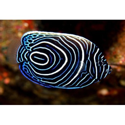 Pomacanthus Imperator Emperor Angelfish S (juv)