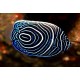 Pomacanthus Imperator Emperor Angelfish S (juv) Pomacanthus Imperator Emperor Angelfish S (juv)