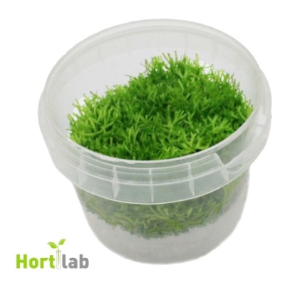 Aquafleur Riccia Fluitans In Vitro