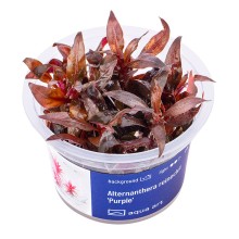 Aqua Art Alternanthera reineckii Purple In Vitro