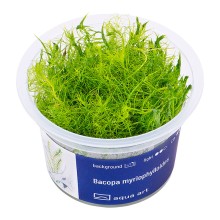 Aqua Art Bacopa Myriophylloides In Vitro