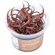 Aqua Art Cryptocoryne spiralis Red In Vitro