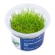Aqua Art Eleocharis acicularis Mini In Vitro
