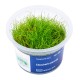 Aqua Art Eleocharis parvula In Vitro