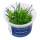 Aqua Art Eriocaulon cinereum In Vitro