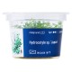 Aqua Art Hydrocotyle sp. Japan In Vitro