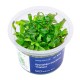 Aqua Art Hygrophila corymbosa Thailand In Vitro