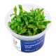 Aqua Art Hygrophila polysperma Sunset In Vitro