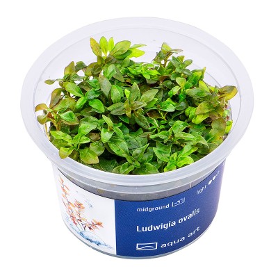 Aqua Art Ludwigia ovalis In Vitro