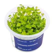 Aqua Art Lysimachia nummularia In Vitro