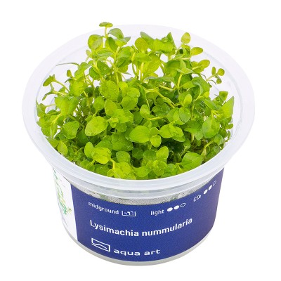 Aqua Art Lysimachia nummularia In Vitro