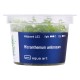 Aqua Art Micranthemum umbrosum In Vitro Aqua Art Micranthemum umbrosum In Vitro