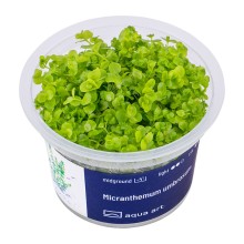 Aqua Art Micranthemum umbrosum In Vitro