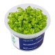 Aqua Art Micranthemum umbrosum In Vitro Aqua Art Micranthemum umbrosum In Vitro