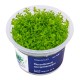 Aqua Art Micranthemum micranthemoides In Vitro