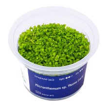 Aqua Art Micranthemum sp. Monte Carlo In Vitro