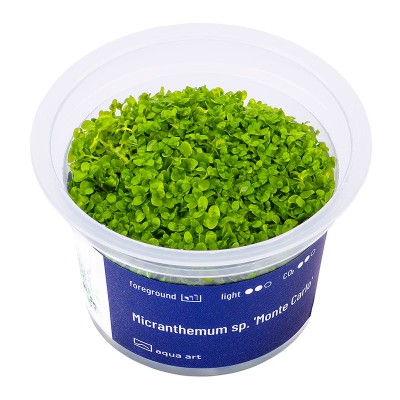 Aqua Art Micranthemum sp. Monte Carlo In Vitro