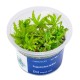 Aqua Art Pogostemon Helferi In Vitro