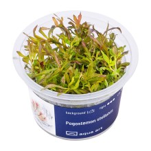 Aqua Art Pogostemon Stellatus In Vitro