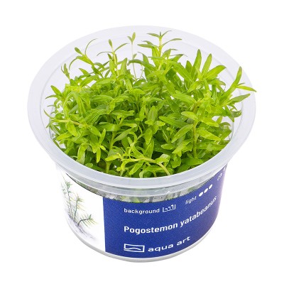 Aqua Art Pogostemon Yatabeanus In Vitro