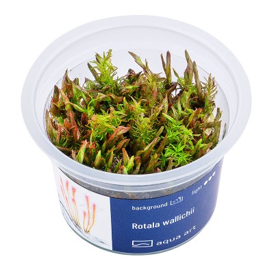 Aqua Art Rotala Wallichii In Vitro