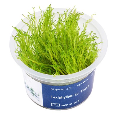 Aqua Art Taxiphyllum sp. Flame In Vitro