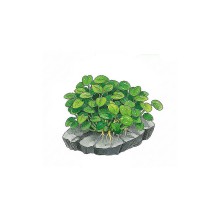 Aqua Art Anubias Barteri Mini Coin In Vitro