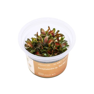 Aqua Art Bucephalandra s.p. Red Mini In Vitro