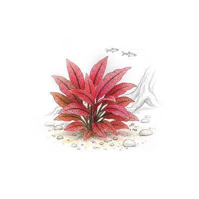 Aqua Art Cryptocoryne Flamingo In Vitro
