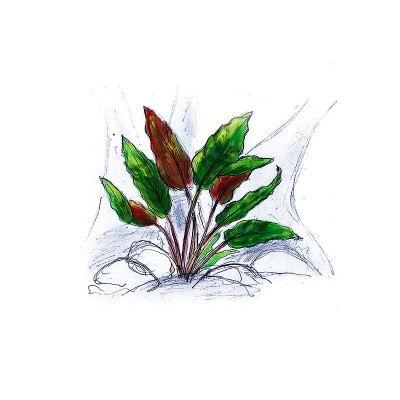 Aqua Art Cryptocoryne wendtii Mi oya In Vitro